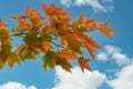 Branch of colored autumn maple leaves Royalty Free Stock Photo