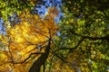 Branch with colorful autumn leaves maple, blue sky