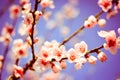 A branch of colorful flowers, with the blue sky background Royalty Free Stock Photo