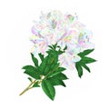 Branch colorful Rhododendron branch flowers mountain shrub on a white background vintage vector illustration editable Royalty Free Stock Photo