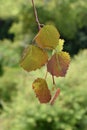 New leaves on aspen tree red and green in spring Royalty Free Stock Photo