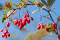 Branch of common barberry on sky background. European barberry red fruits.