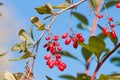 Branch of common barberry on sky background. European barberry red fruits.