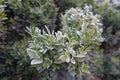 Branch of boxwood covered with hoar frost in November