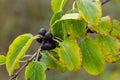 Branch of Common buckthorn Rhamnus cathartica tree in autumn. Beautiful bright view of black berries and green leaves close-up