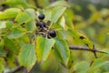 Branch of Common buckthorn Rhamnus cathartica tree in autumn. Beautiful bright view of black berries and green leaves close-up