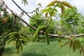 Branch of walnut tree with fresh leaves and catkins in spring Royalty Free Stock Photo