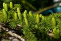 Branch With Cones