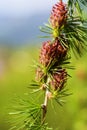 Branch with cones. Larix leptolepis, Ovulate cones of larch tree, spring.