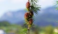 Branch with cones. Larix leptolepis, Ovulate cones of larch tree, spring.