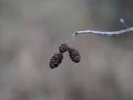 Branch with cones tree alnus rubra