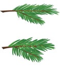 Branch of conifer