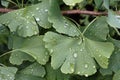 A branch of coniferous deciduous trust of ginkgo biloba with dew drops after rain. Close-up shot.