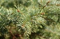 Branch of coniferous tree on blurred background