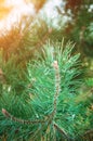 Branch of a coniferous tree in the bright rays of the sun. Beautiful natural background Royalty Free Stock Photo