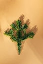 Branch coniferous tree on brown background in daylight with shadows