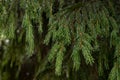 Branch of a coniferous tree with drops of water Royalty Free Stock Photo