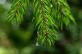 Branch of a coniferous tree with drops of water Royalty Free Stock Photo