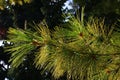 Branch of coniferous tree Eastern White Pine, also called White Pine, Northern White Pine or Weymouth Pine