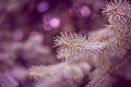 Branch of a coniferous tree, macro