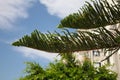 Branch of a coniferous tree on a sunny day Royalty Free Stock Photo