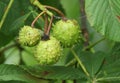 A branch of conkers on a Horse Chestnut Tree Aesculus hippocastanum.