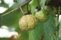 A branch of conkers on a Horse Chestnut Tree, Aesculus hippocastanum.