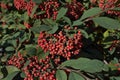 Branch of Cotoneaster lacteus shrub