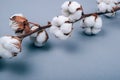 Branch of cotton flowers on cozy grey background.