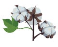 A branch of a cotton plant. Natural fluffy fiber on the handle.