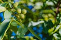 branch is covered with the fruits of unripe walnuts on the background of blue sky in the autumn Royalty Free Stock Photo