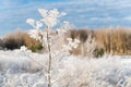 A branch covered with hoarfrost on the background of a forest