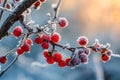 A branch covered in ice with vibrant red berries, creating a winter scene, Frost covered berries clinging to a bare branch, AI Royalty Free Stock Photo
