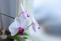 Branch covered with large white and pink flowers of the orchid on a white background. Royalty Free Stock Photo