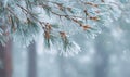 A branch covered in snow and ice Royalty Free Stock Photo