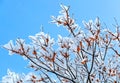 A branch  covered with snow with red berries Royalty Free Stock Photo