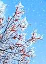 A branch  covered with snow with red berries Royalty Free Stock Photo