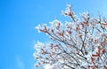 A branch  covered with snow with red berries Royalty Free Stock Photo