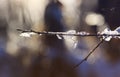 The branch is covered with sparkling clear icicles in the spring