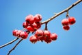 A branch of crab apple tree with bunch of fruits