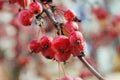 A branch of crab apple tree with bunch of fruits