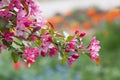 Branch of a crab apple tree with pink blossoms, blurry flower bed in background Royalty Free Stock Photo