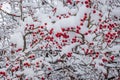 Branch of Crataegus tree with red berries covered with snow Royalty Free Stock Photo