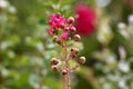 Branch of Crepe Myrtle or Lagerstroemia indica tree plant full of closed flower buds and dark pink flowers with leaves in Royalty Free Stock Photo