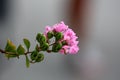 Branch of Crepe Myrtle or Lagerstroemia indica plant with closed flower buds mixed with fully open blooming light pink flowers Royalty Free Stock Photo