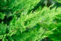 Branch cupressocyparis Leylandii green background Royalty Free Stock Photo