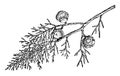 Branch of Cupressus Goveniana vintage illustration