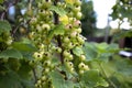 A branch of a currant bush with a bunch of unripe green berries
