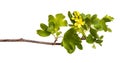 A branch of a currant bush with young green leaves. Isolated on white Royalty Free Stock Photo