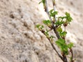 Branch of currant young shoot blooms leaves in early spring on background sand Royalty Free Stock Photo